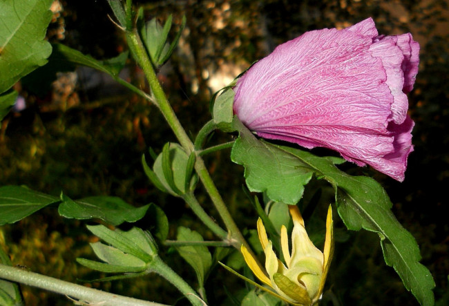 Обои картинки фото цветы, мальвы, мальва
