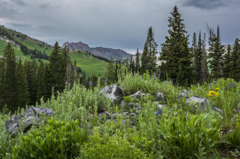 Картинка природа горы лес трава