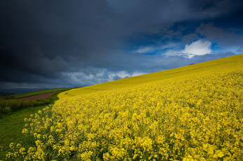 Картинка природа поля поле цветы тучи