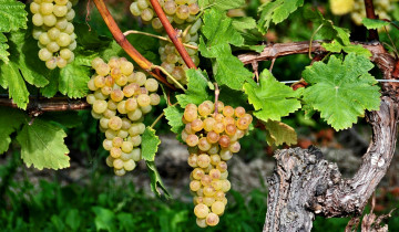 Картинка природа Ягоды +виноград лоза