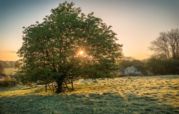 Картинка природа деревья солнце