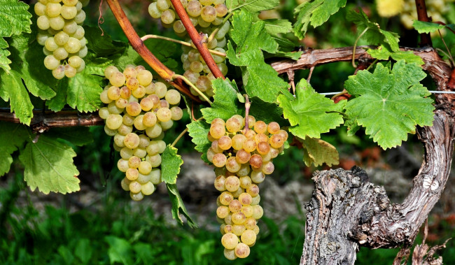 Обои картинки фото природа, Ягоды,  виноград, лоза