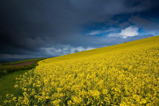 Обои картинки фото природа, поля, поле, цветы, тучи