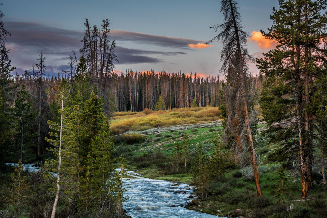 Обои картинки фото природа, реки, озера, лес, река