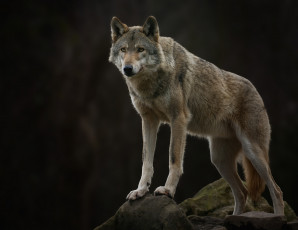 Картинка животные волки +койоты +шакалы волчара