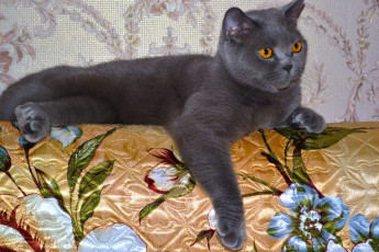 Картинка клеопатра животные коты киса