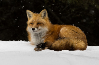 Картинка животные лисы лисичка