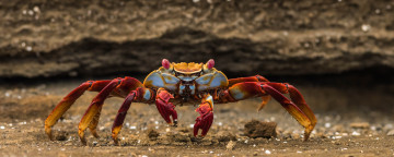 Картинка животные крабы +раки краб