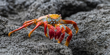 Картинка животные крабы +раки краб