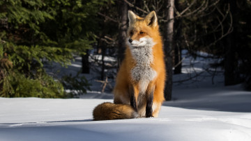 Картинка животные лисы лисичка