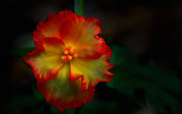 Картинка цветы фон лепестки цветок краски