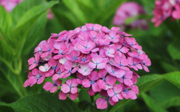 Картинка цветы гортензия природа макро лепестки соцветие