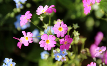 Картинка цветы луговые+ полевые +цветы макро природа лепестки соцветие