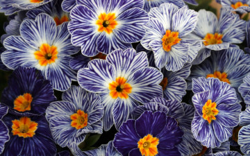 Картинка цветы примулы текстура ковер природа лепестки