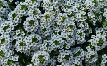 Картинка цветы природа ковер трава лепестки