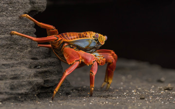 Картинка животные крабы +раки краб