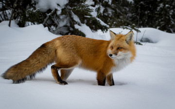 Картинка животные лисы лисичка