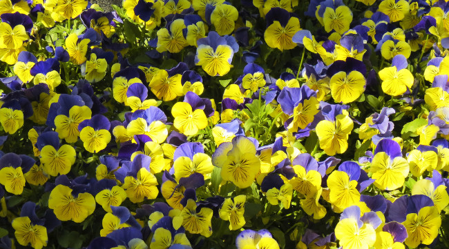 Обои картинки фото цветы, анютины глазки , садовые фиалки, ковер, краски, лепестки, анютины, глазки