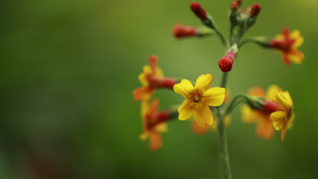 Обои картинки фото цветы, стебель, растение, соцветие, цветок