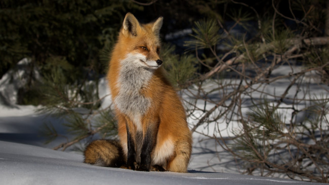 Обои картинки фото животные, лисы, лисичка