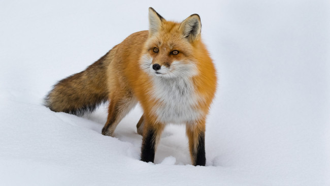 Обои картинки фото животные, лисы, лисичка