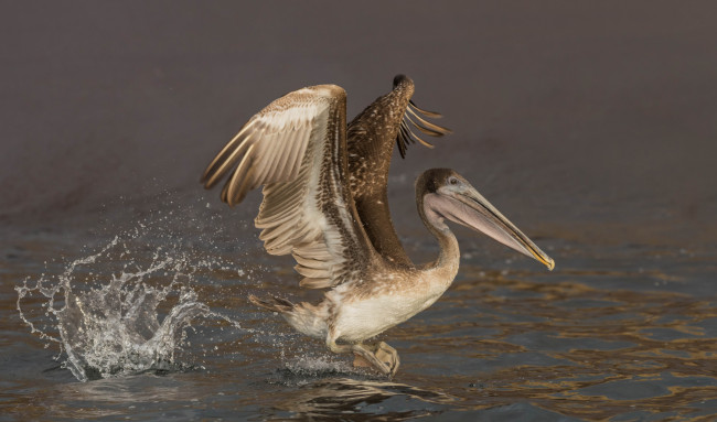 Обои картинки фото животные, пеликаны, пеликан