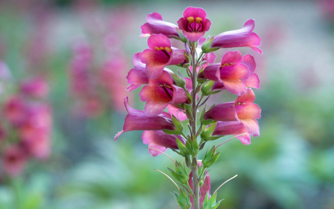 Обои картинки фото цветы, дигиталис , наперстянка, соцветие, растение, стебель, лепестки