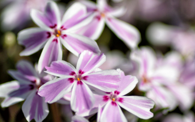 Обои картинки фото цветы, флоксы, макро, лепестки, соцветие, природа