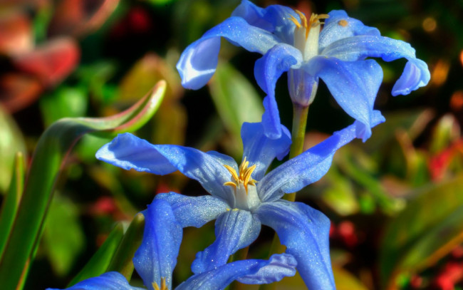 Обои картинки фото цветы, фон, лепестки