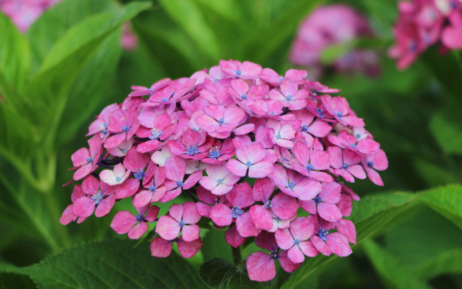 Обои картинки фото цветы, гортензия, природа, макро, лепестки, соцветие