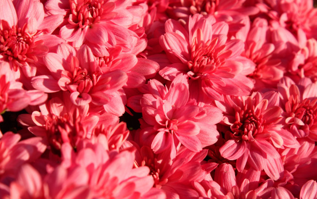 Обои картинки фото цветы, хризантемы, природа, текстура, лепестки, ковер