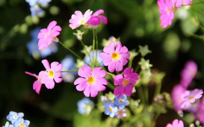 Обои картинки фото цветы, луговые , полевые,  цветы, макро, природа, лепестки, соцветие