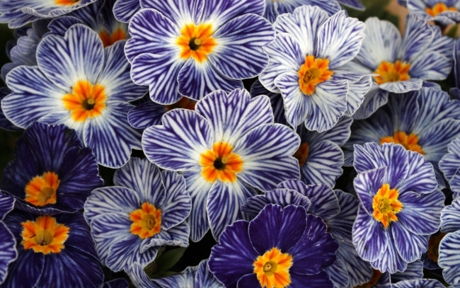 Обои картинки фото цветы, примулы, текстура, ковер, природа, лепестки