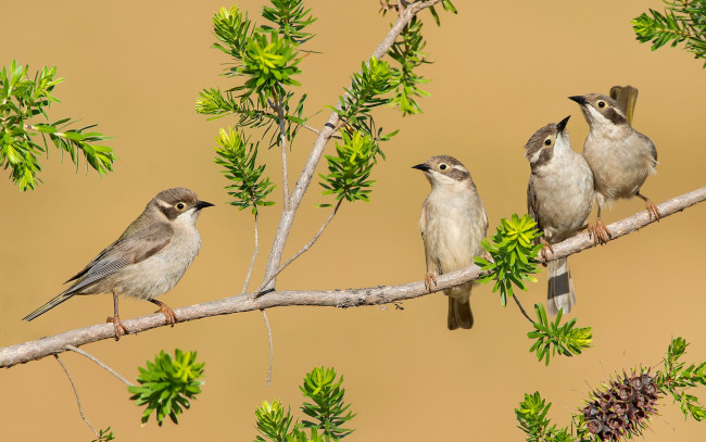 Обои картинки фото животные, птицы, квартет, птички, перья, ветка