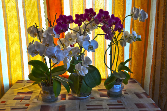 Обои картинки фото цветы, орхидеи