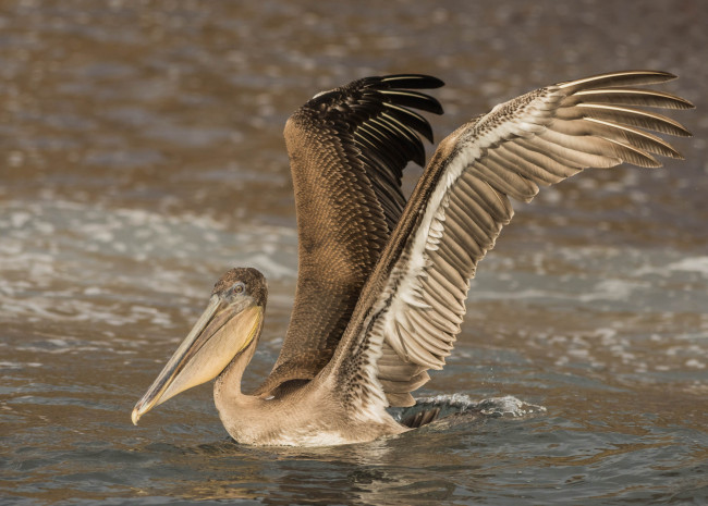 Обои картинки фото животные, пеликаны, пеликан