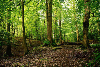 Картинка природа лес деревья