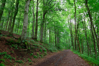 Картинка природа дороги тракт