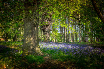 Картинка природа лес деревья