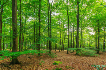 Картинка природа лес деревья