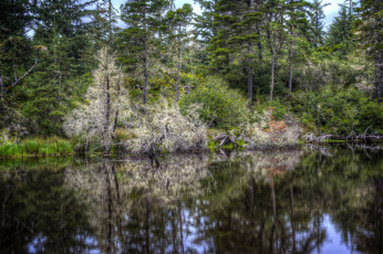 Картинка природа реки озера лес река