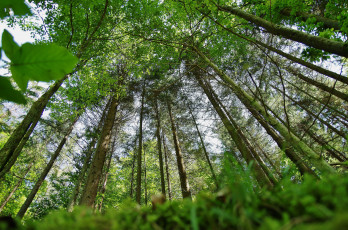 Картинка природа лес деревья