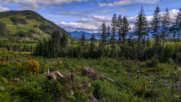 Картинка природа лес деревья