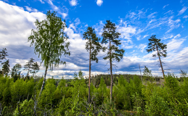 Обои картинки фото природа, лес, деревья