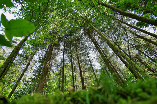 Обои картинки фото природа, лес, деревья