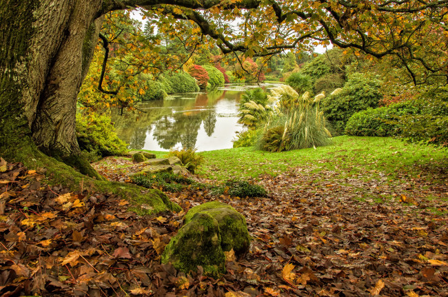 Обои картинки фото природа, реки, озера, лес, река