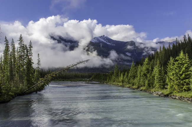 Обои картинки фото природа, реки, озера, лес, река