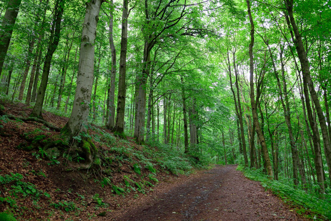 Обои картинки фото природа, дороги, тракт