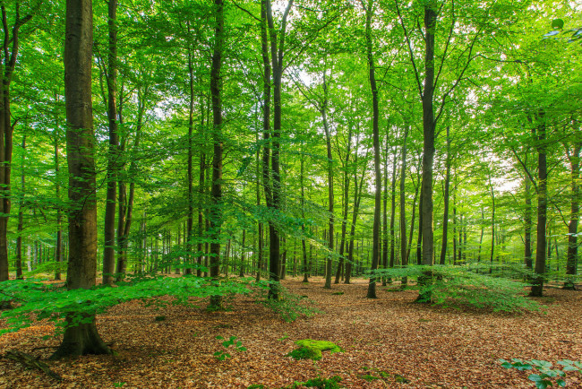 Обои картинки фото природа, лес, деревья