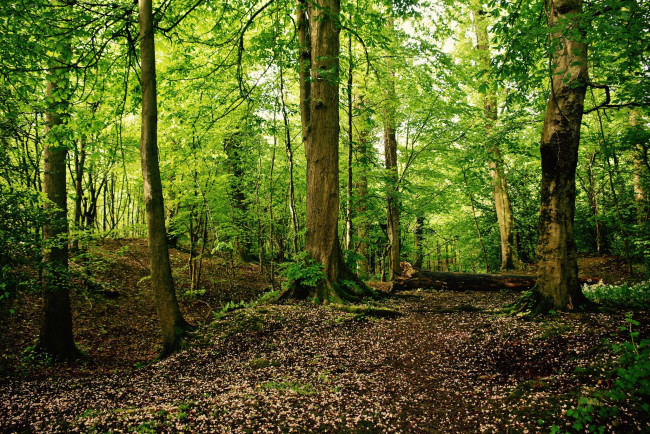 Обои картинки фото природа, лес, деревья
